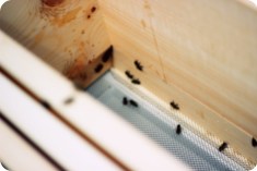 Erste Erkundungen in der Bienenbeute