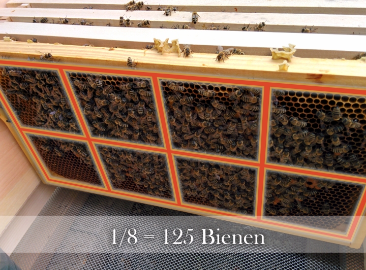 rund 5/8 sind hier mit Bienen bedeckt, macht auf dieser Wabe 625 Bienen